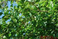 Baia_degli_infreschi_20_maggio2018_00122
