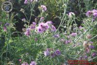 Baia_degli_infreschi_20_maggio2018_00165