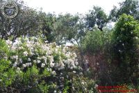 Baia_degli_infreschi_20_maggio2018_00201