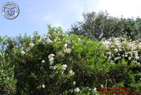 Baia_degli_infreschi_20_maggio2018_00202