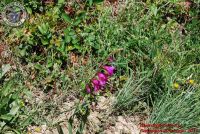 Baia_degli_infreschi_20_maggio2018_00244