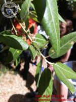 Baia_degli_infreschi_20_maggio2018_00362