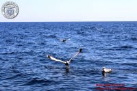 Baia_degli_infreschi_20_maggio2018_00426