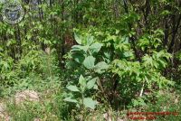 Image00103